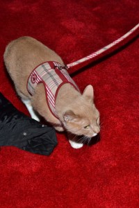 <em>Broadway Meows</em> Comes to Don't Tell Mama