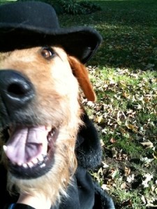 Dress Your Pet as His or Her Favorite Broadway Character to Get Them on TheaterMania This Halloween