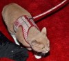 2012-2013’s Top-Five Animalistic Moments on Broadway
