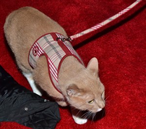 2012-2013’s Top-Five Animalistic Moments on Broadway