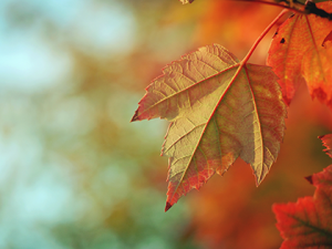 Autumn Opera Excerpts
