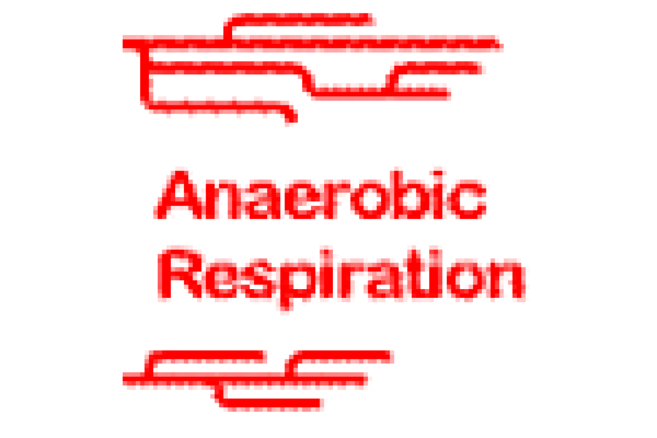 anaerobic respiration logo 29178