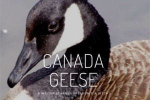 Canada Geese