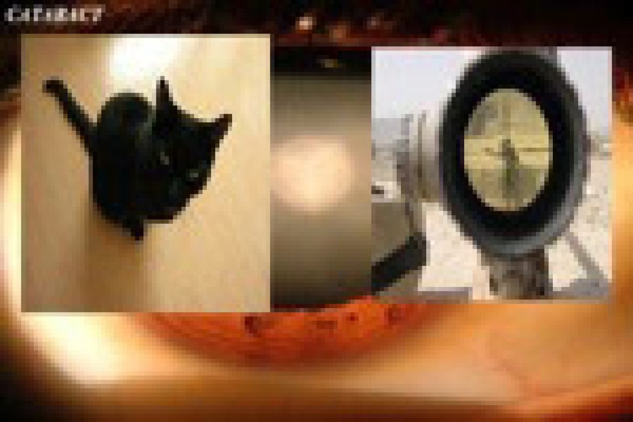 cataract a temporary cat and iraq blindness logo 21495