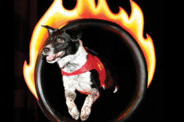 chris perondis stunt dog experience logo 49553