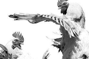 Cock