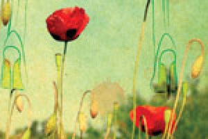 Everything in the Garden