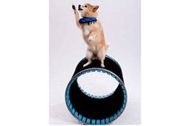 kidfest handson arts and crafts workshop paint your own ceramic dog logo 59261