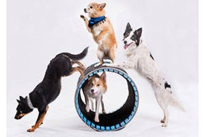 KidFEST: Mutts Gone Nuts
