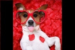 Laughing Dog Comedy Shorts