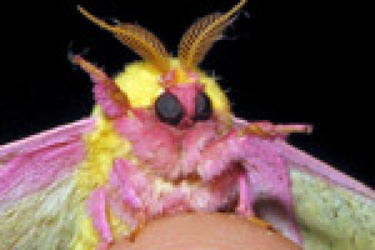 moths logo 31005