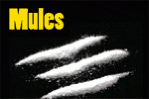 Mules