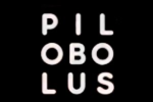 Pilobolus Dance Theatre