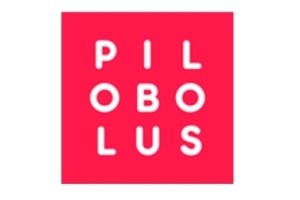 Pilobolus