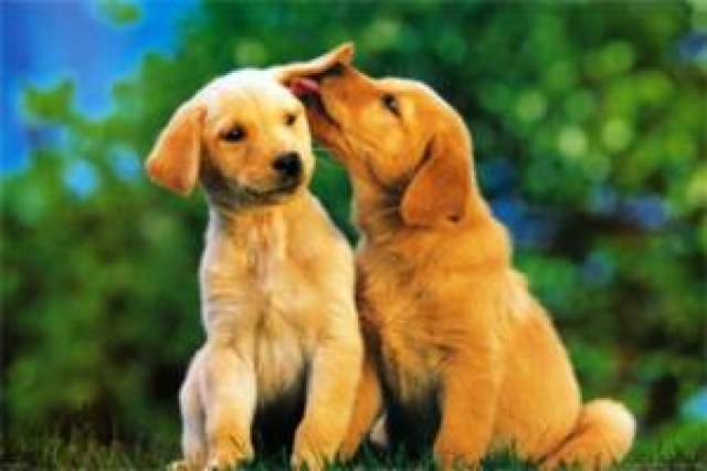 sick puppies comedy presents puppy love logo 35865