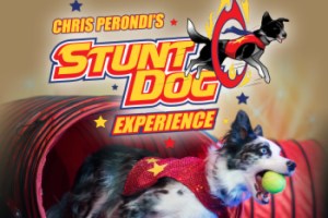 Stunt Dog Experience