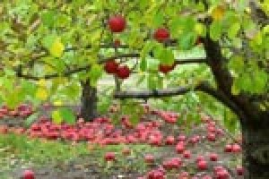 The Apple Tree