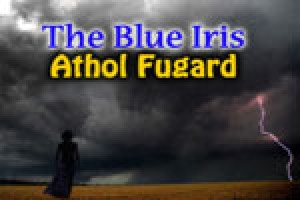 The Blue Iris