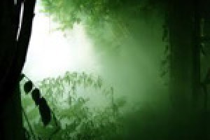 The Changing Forest