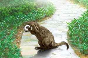 The Garden of Rikki Tikki Tavi