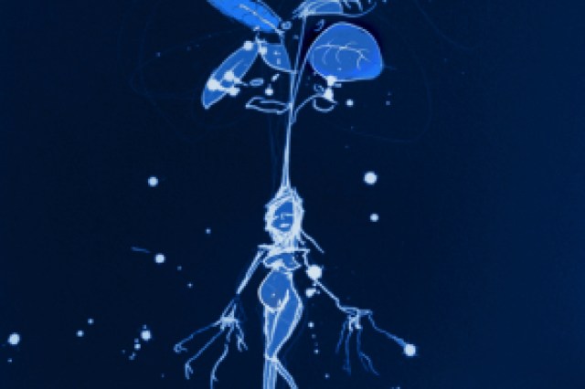 the mandrake logo 51426 1