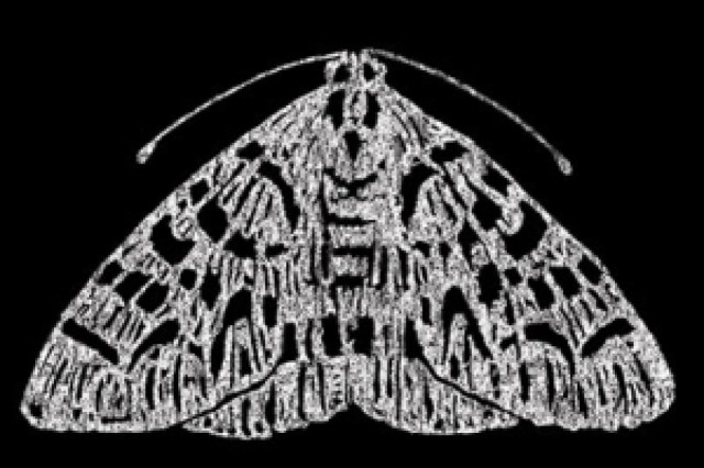 the moth mainstage logo 95626 1
