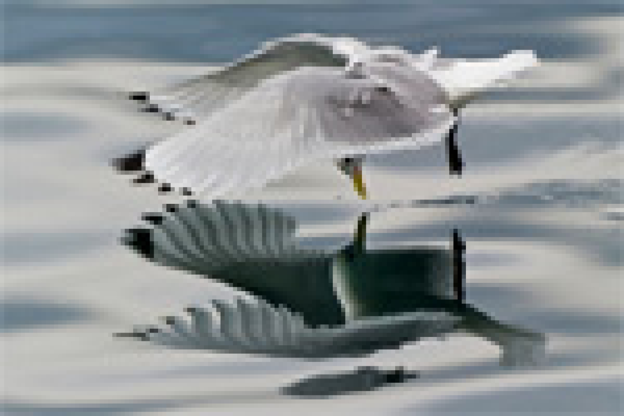 the seagull logo 31362