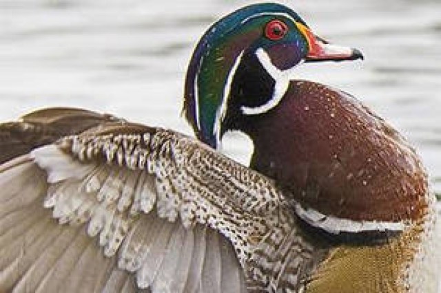 the wild duck logo 43828