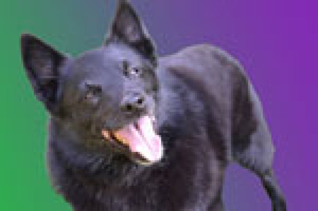 what about little pd logo 8999