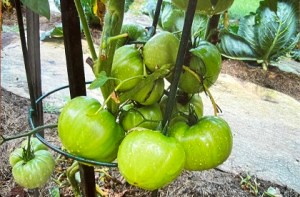 DAS – Growing Vegetables 101