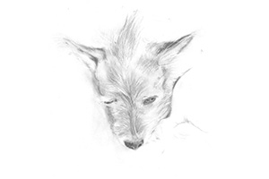On Cats and Dogs and Other Family Revelations