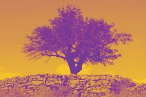 The Mulberry Tree
