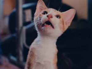 Movies @ The Reg: Cat Video Fest 2025