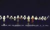Site-Specific Chorus Line Coming to New York’s Chinatown