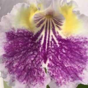 Banners 2026 Presents: Calcasieu Orchid Society Sale and Show