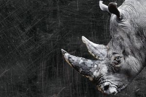 Rhino