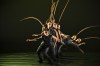 See Photos of Taiwanese Dance Company Hung Dance’s Birdy